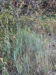 Thinopyrum intermedium, photograph (c) Jared Lincenberg, some rights reserved (CC BY)