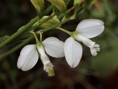 Polygala garcini