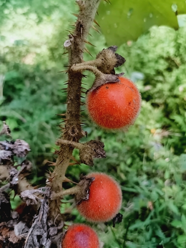 Solanum candidum