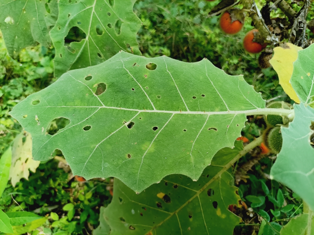 Solanum candidum; photograph (c) nasua, some rights reserved (CC BY)