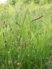 Carex melanostachya