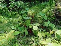 (c) nasua, some rights reserved (CC BY) Solanum candidum, photograph (c) nasua, some rights reserved (CC BY)