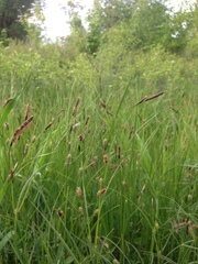 Carex melanostachya