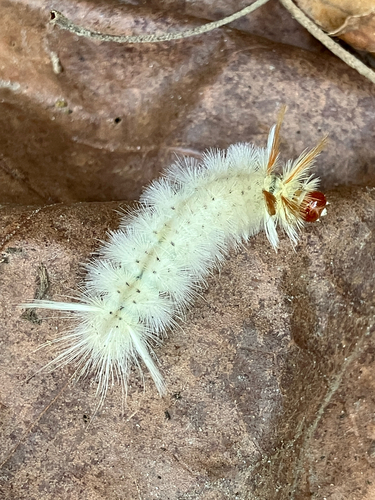 Sycamore Tussock Moth