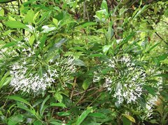 Pavetta hongkongensis