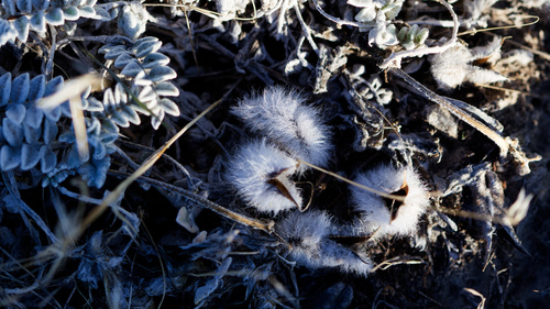 Astragalus utahensis, photograph 2