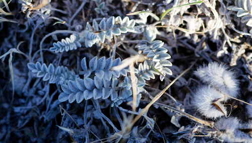 Astragalus utahensis, photograph 1