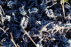 Astragalus utahensis