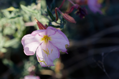 Oenothera pallida, photograph 1