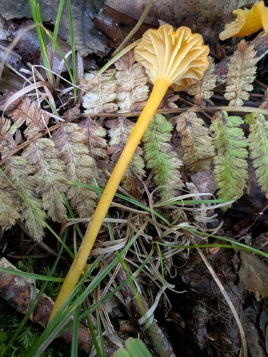 Hygrocybe cantharellus observed 2026-09-21