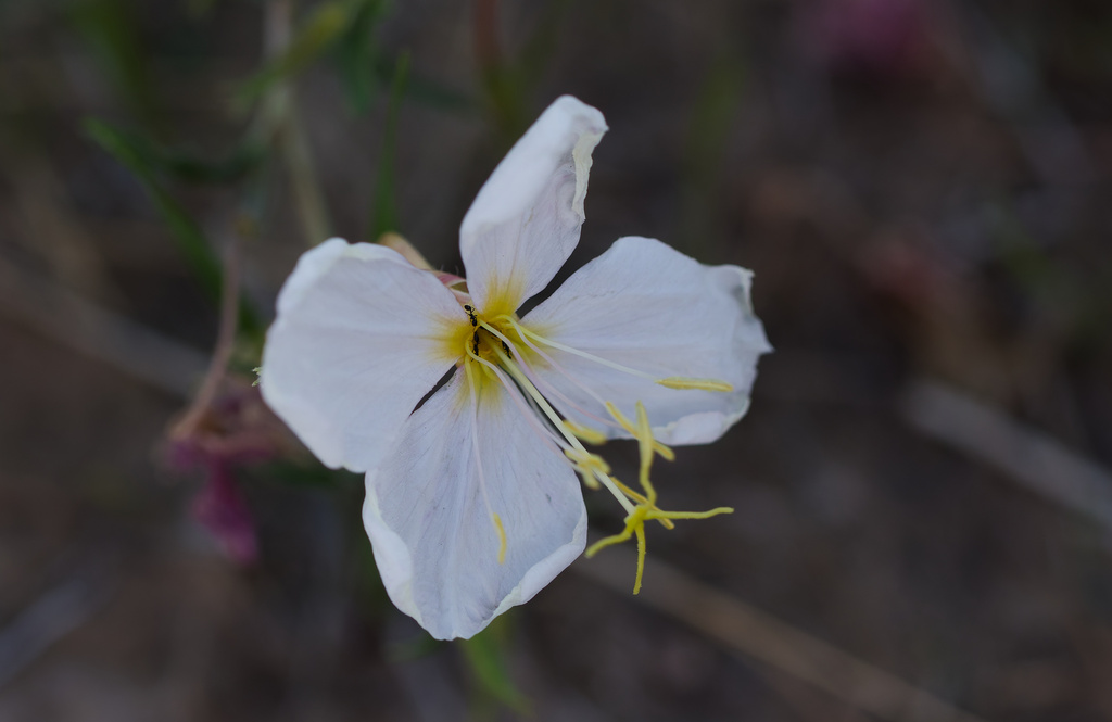 Oenothera pallida; photograph (c) Daughter Dad, some rights reserved (CC BY)