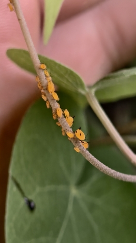 Oleander Aphid