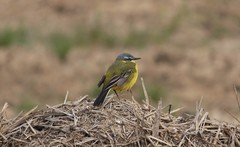 Motacilla flava flava