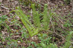 Polystichum tripteron