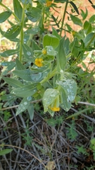 Lithospermum californicum
