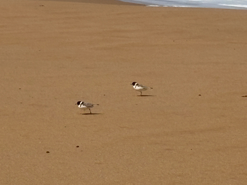 Hooded Plover