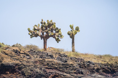 Opuntia galapageia, photograph (c) Slunky, some rights reserved (CC BY)