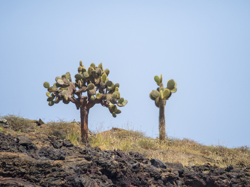 Opuntia galapageia, photograph 1