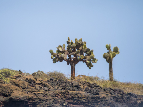 Opuntia galapageia