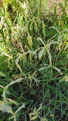 Iris tenuissima purdyiformis