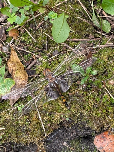 Black Saddlebags