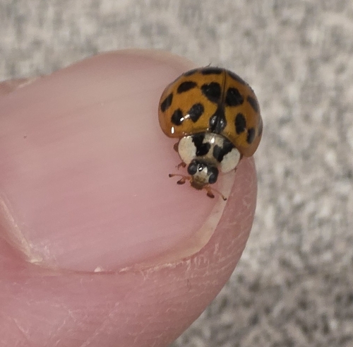 Asian Lady Beetle