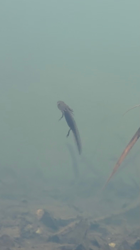 Long-toed Salamander
