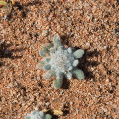 Chthonocephalus pseudevax