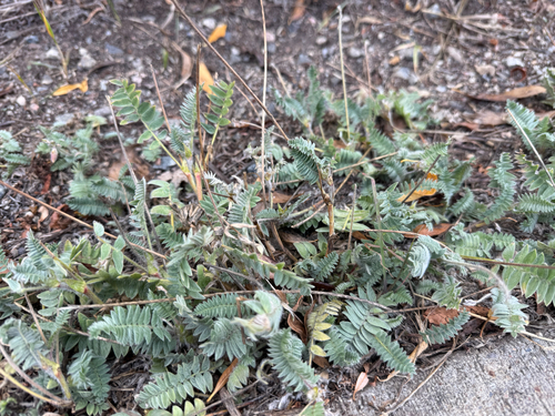 Oxytropis deflexa
