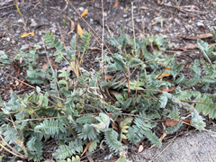 Oxytropis deflexa