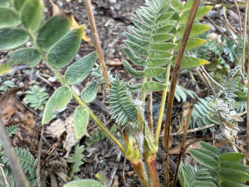 Oxytropis deflexa, photograph 2