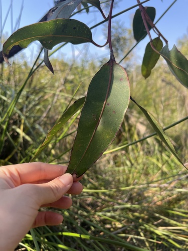 Eucalyptus robusta observed 2026-09-22