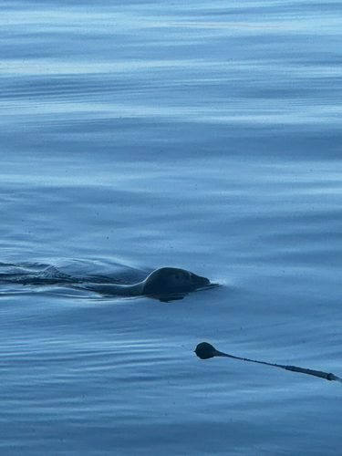 Pacific Harbor Seal