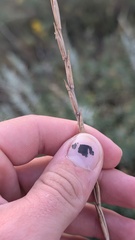 Thinopyrum intermedium