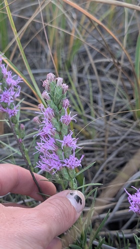 dotted gayfeather