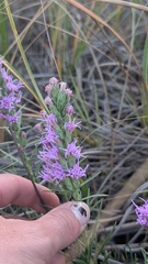 Liatris punctata, photograph author not stated, no rights reserved