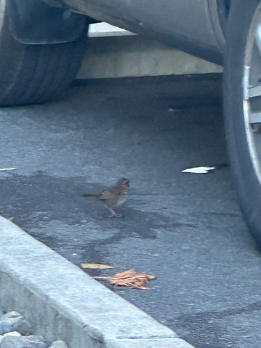 Song Sparrow