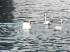 Cygnus olor