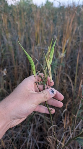 swamp milkweed
