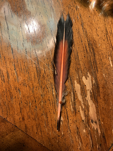Northern Flicker