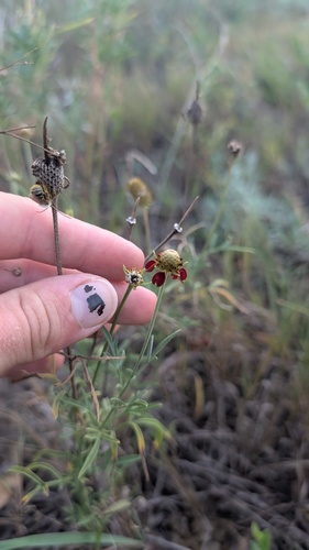 upright prairie coneflower