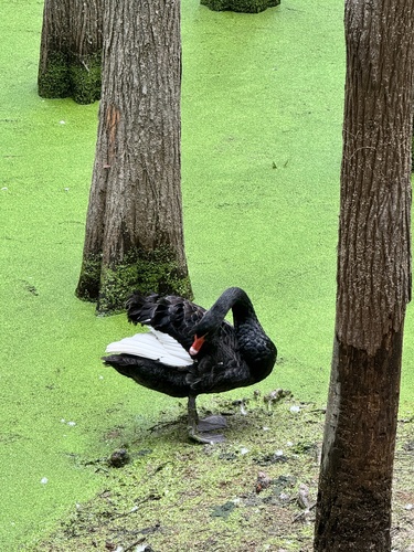 Black Swan