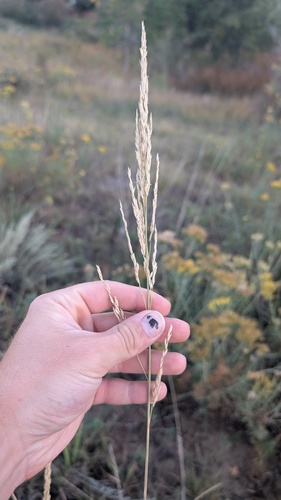 Sporobolus rigidus, photograph 1