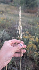 Sporobolus rigidus