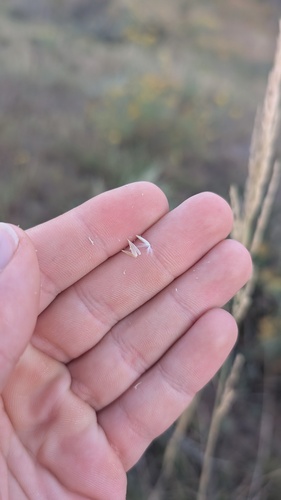 Sporobolus rigidus, photograph 2