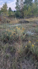 Sporobolus rigidus, photograph author not stated, no rights reserved