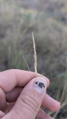 Sporobolus cryptandrus