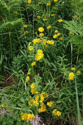 Pentanema salicinum