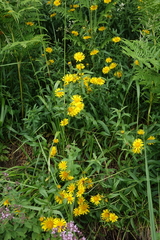 Pentanema salicinum