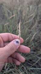 Bouteloua gracilis, photograph author not stated, no rights reserved
